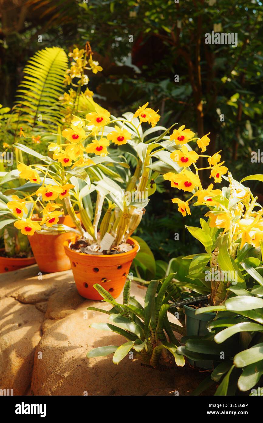 Gelbe Dendrobium Orchideen mit roten Zentren in Terrakottatöpfen in einem botanischen Wintergarten, mit tropischen Farnen und üppigem Laub im Hintergrund. Stockfoto