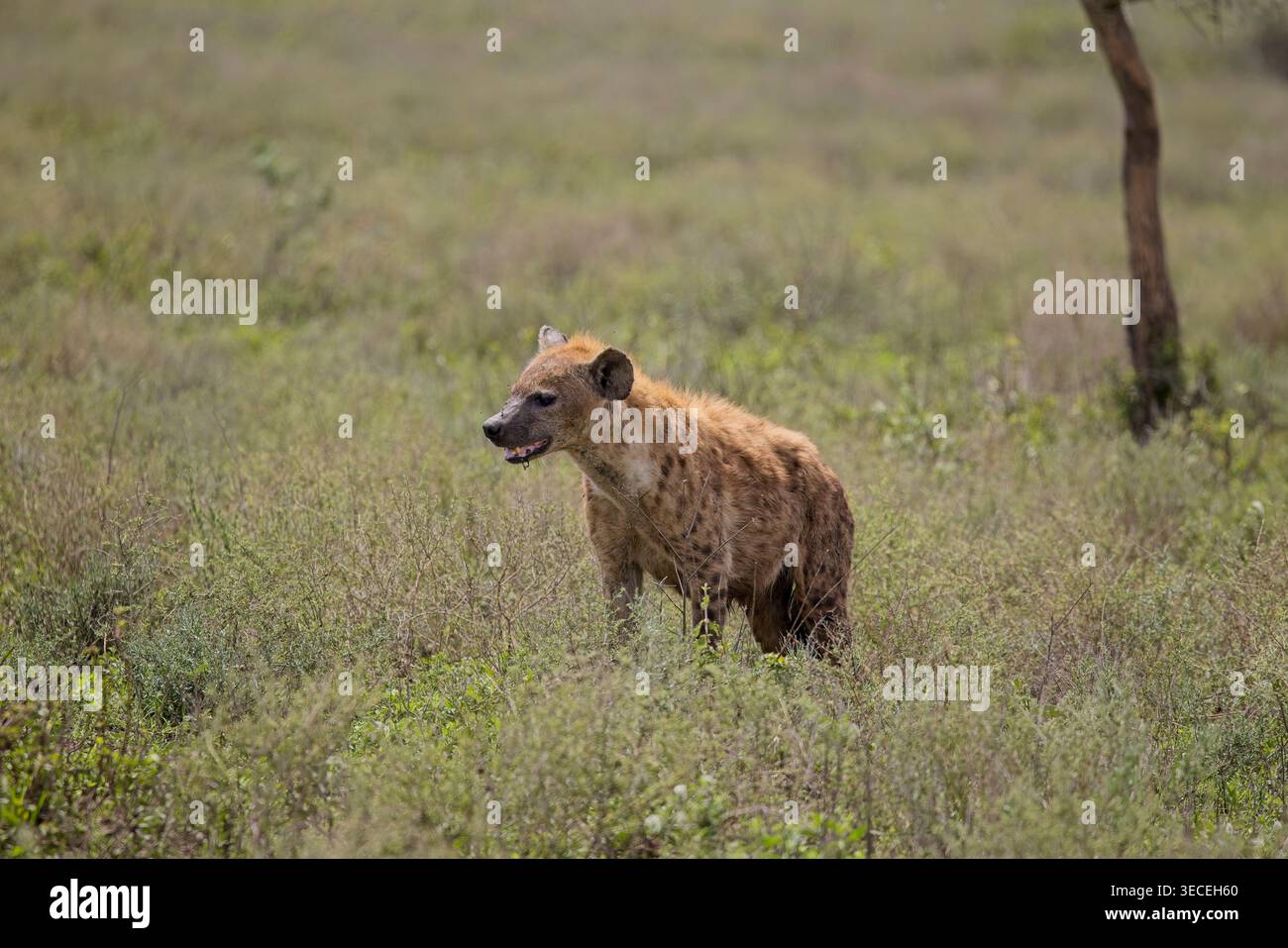 Hyäne, auch wenn sie Hunde mögen, eher mit Katzen verwandt. Feliformia. Wilder Schnitzeljäger, der allein oder in Rucksäcken arbeitet. Stockfoto