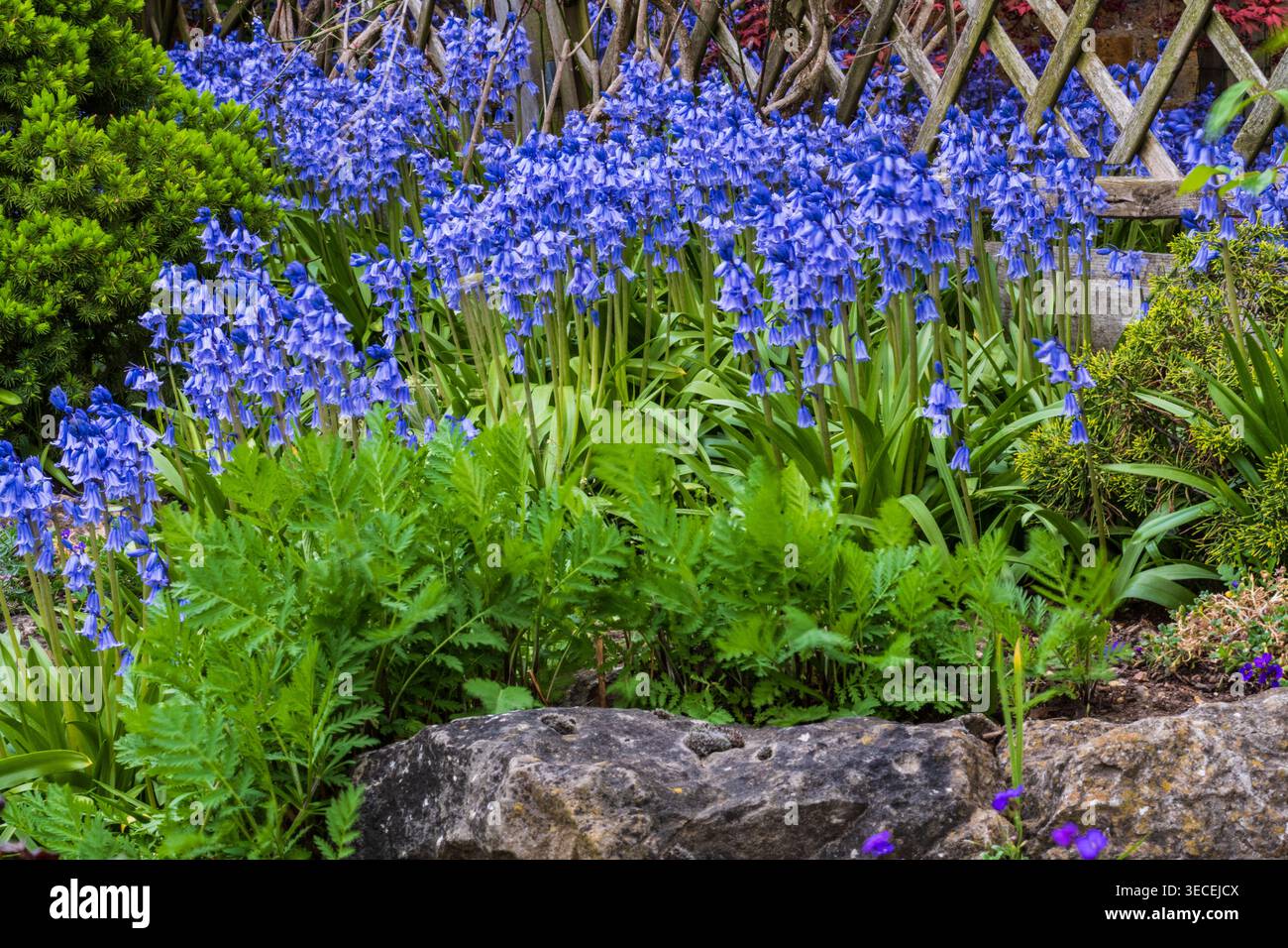 Britische Blauglocken in Hall Place Gardens. Stockfoto