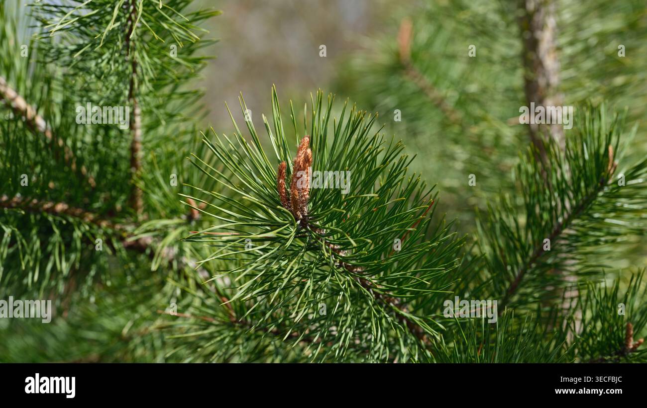 Eine Nahaufnahme von leuchtenden grünen Tannenzweigen mit jungen braunen Knospen, die in der Frühlingssonne wachsen. Stockfoto