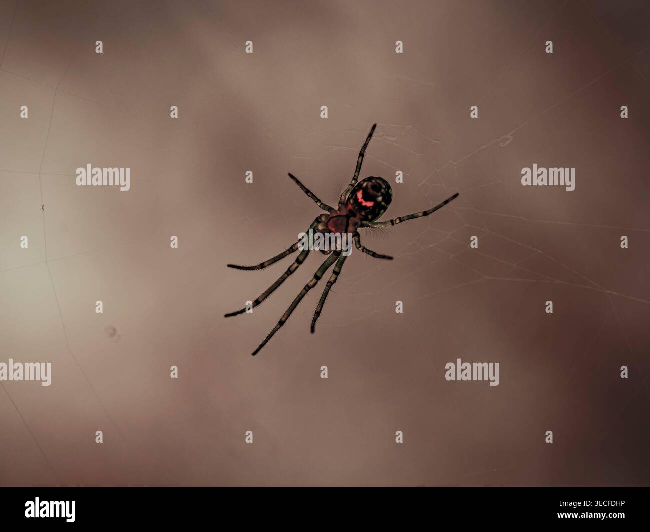 Orchard Orbweaver Spinnen Leucauge venusta mit markanten grünen Beinen und roter Markierung auf dem Rücken hängt in ihrem zarten Netz vor einem verschwommenen Hintergrund Stockfoto