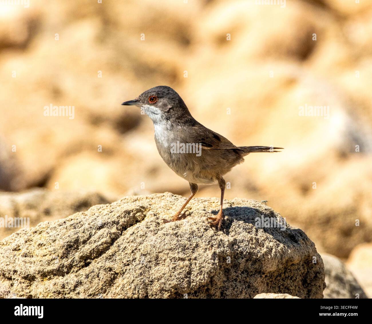 Weibliche Sardinische Warbler (Curruca melanocephala) auf einem Felsen, Paphos, Zypern. Stockfoto