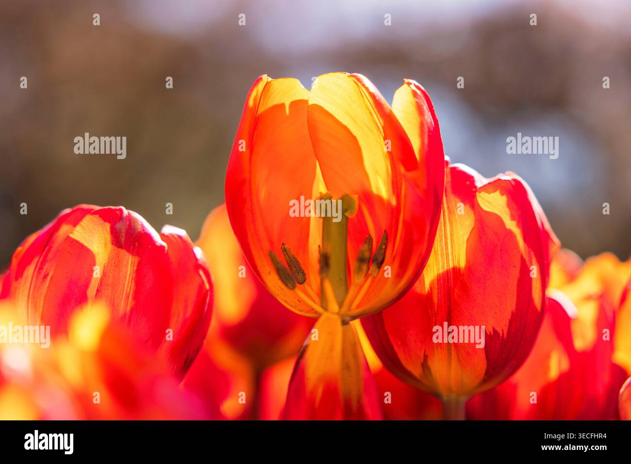 Nahaufnahme von Tulpen, die im Frühjahr in den Niederlanden hinterleuchtet werden, in einem öffentlichen Garten Stockfoto
