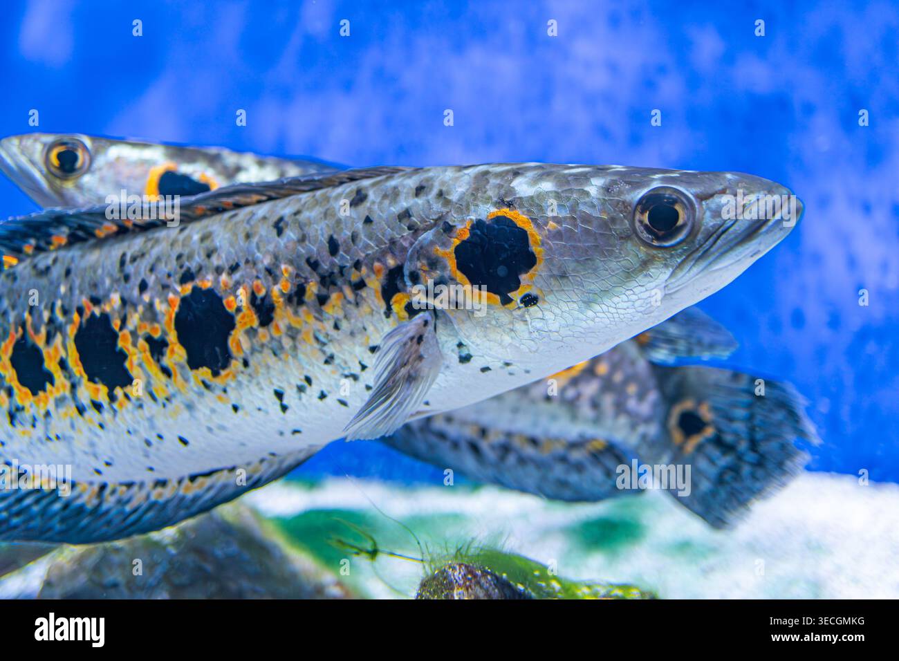 Unterwasserszene mit zwei orange und schwarz gefleckten Fischen, Schwimmen in einer ruhigen Umgebung Dämmerung oder Dämmerung, sanfte Schatten realistisch, Darstellung Stockfoto