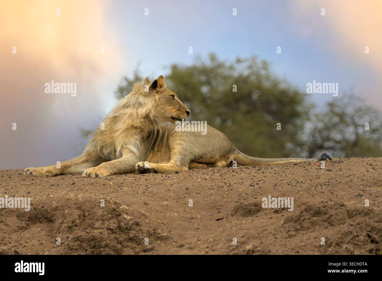 Mashatu Game Reserve, Botswana Stockfoto