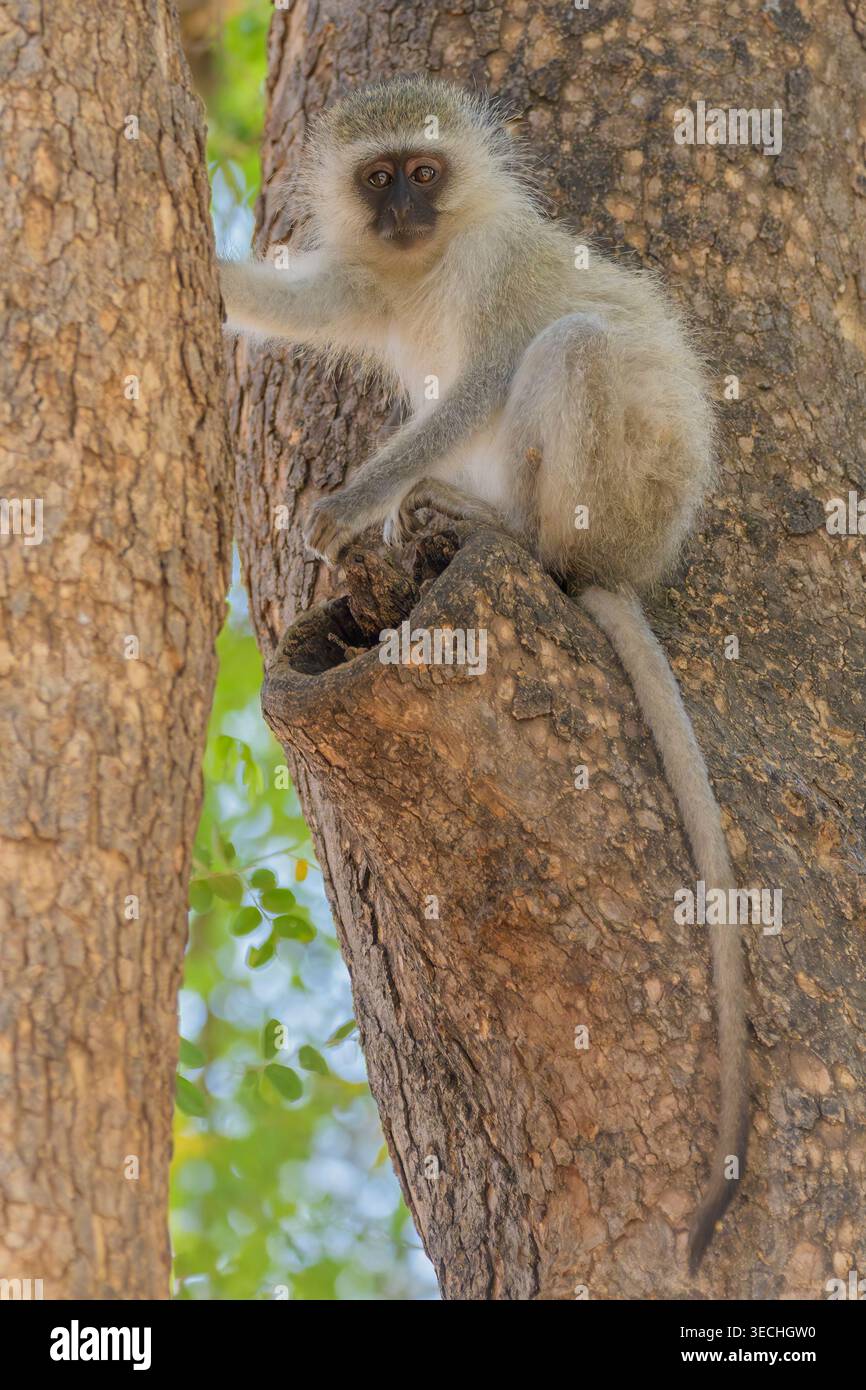 Vervet Monkey, Chlorocebus pygerythrus, Mashatu Game Reserve, Botswana Stockfoto