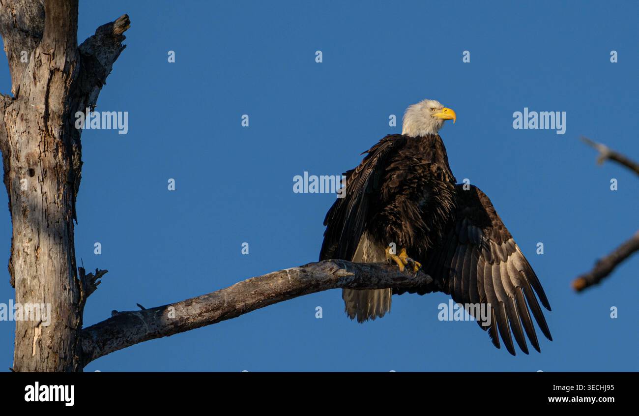 Nach einer erfolgreichen morgendlichen Jagd im Blackwater National Wildlife Refuge in Cambridge, Maryland, USA, trocknete der Adler einen Flügel aus Stockfoto