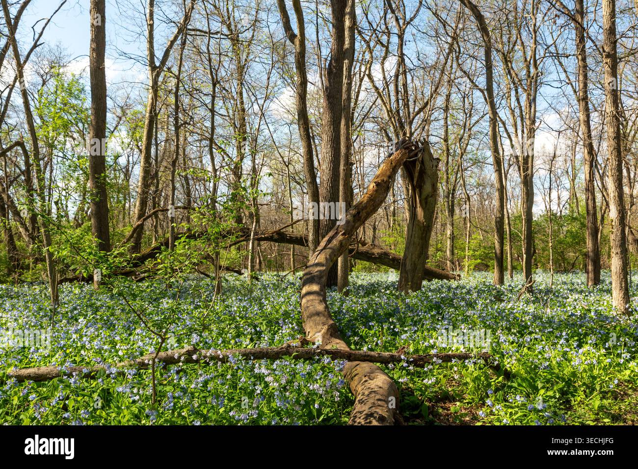 Im Starved Rock State Park, Oglesby, Illinois, USA, können Sie Wanderwege durch die Glockenblumen und Frühlingsblüten erkunden. Stockfoto