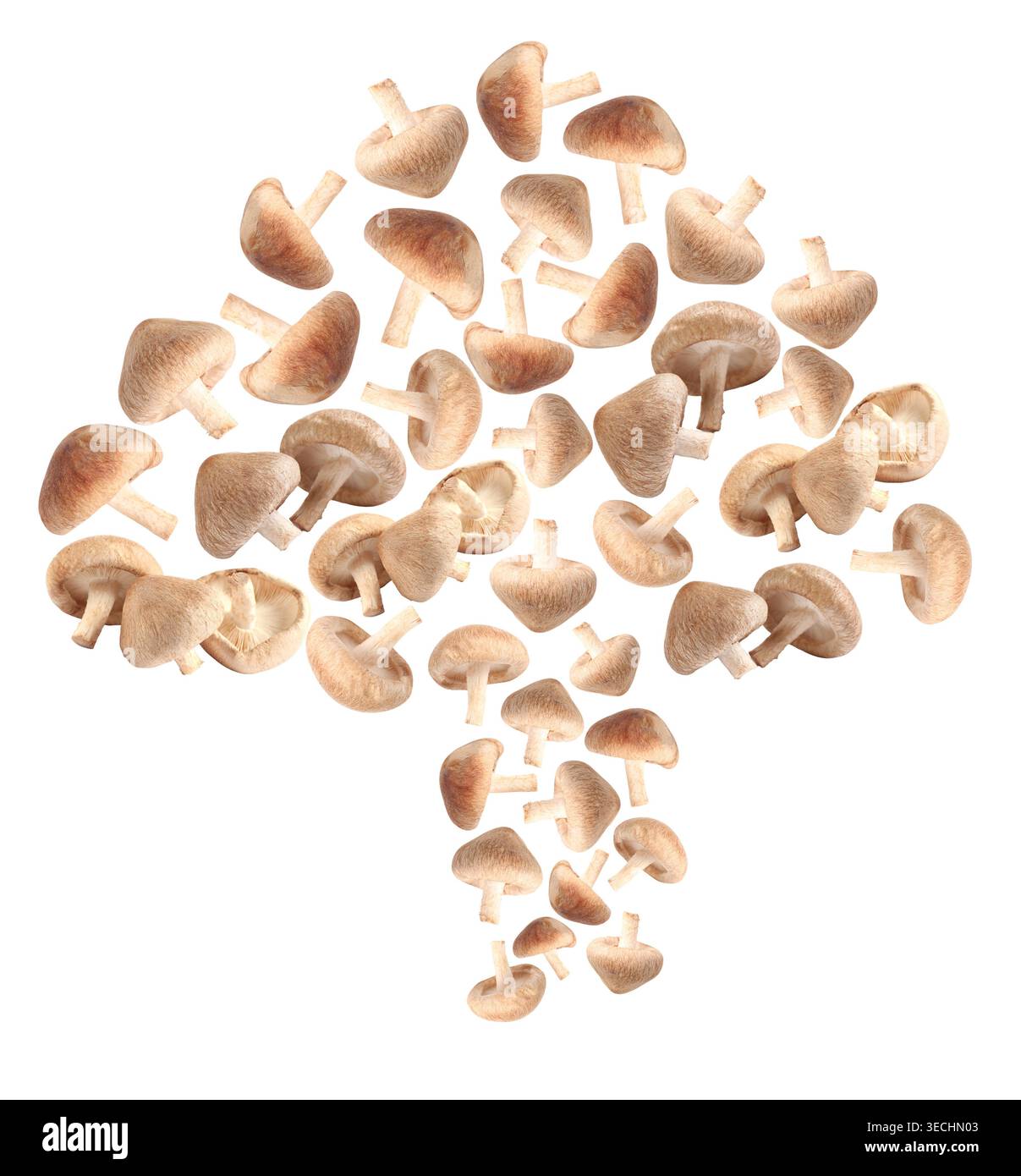 Pilze in Form von Shiitake auf weißem Hintergrund Stockfoto