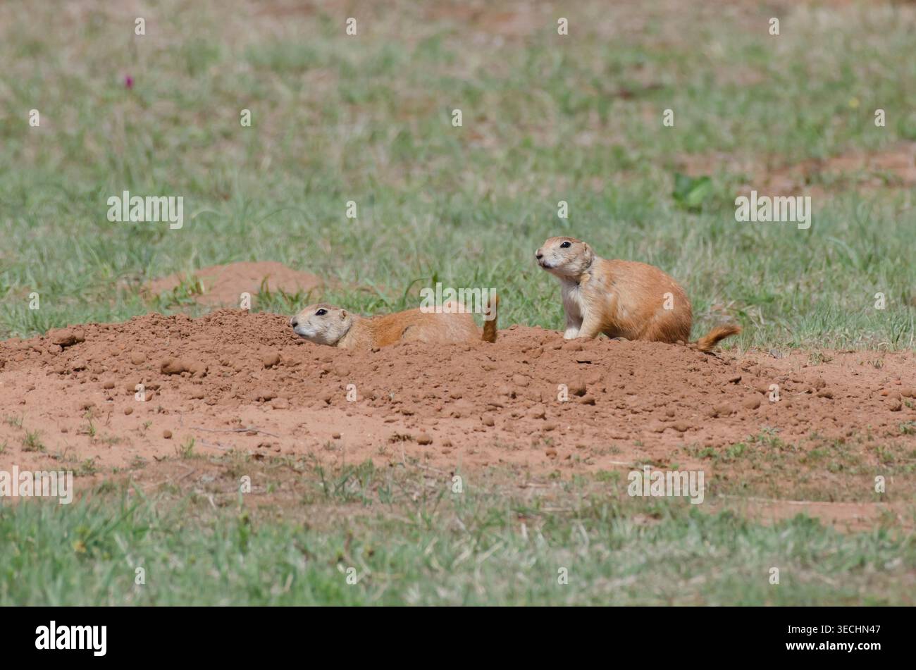 Schwarzschwanzhunde, Cynomys ludovicianus, in Höhlen Stockfoto