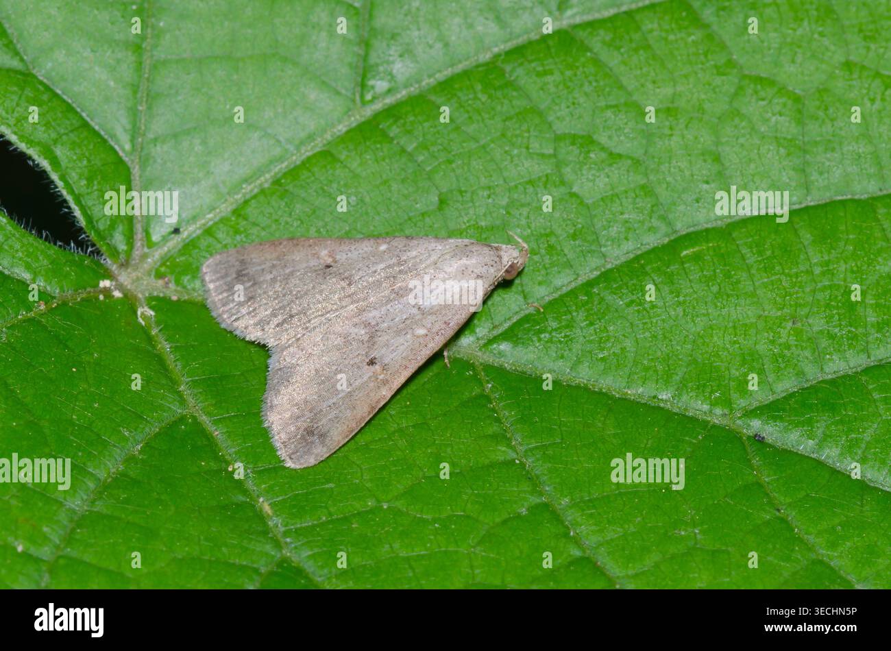 Verbogen - winged Owlet, Bleptina caradrinalis Stockfoto