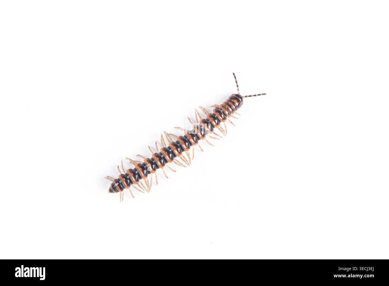 Tausendfüßler krabbeln und zeigen seinen segmentierten Körper und viele Beine Stockfoto