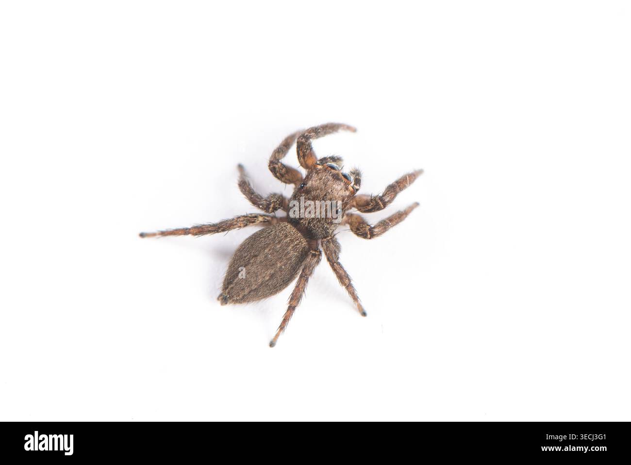 Springende Spinne mit haarigem Körper und Beinen auf weißem Hintergrund Stockfoto