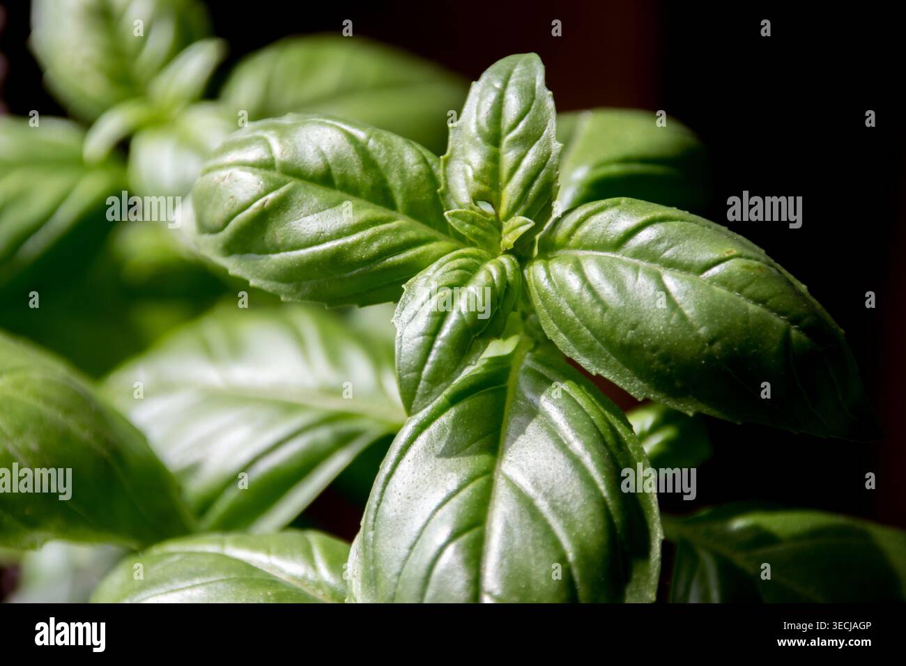 Basilikum ist ein Mitglied der Minzfamilie, die ein frisches, grünes Aroma mit einem Hauch von süßem Lakritz hat. Stockfoto