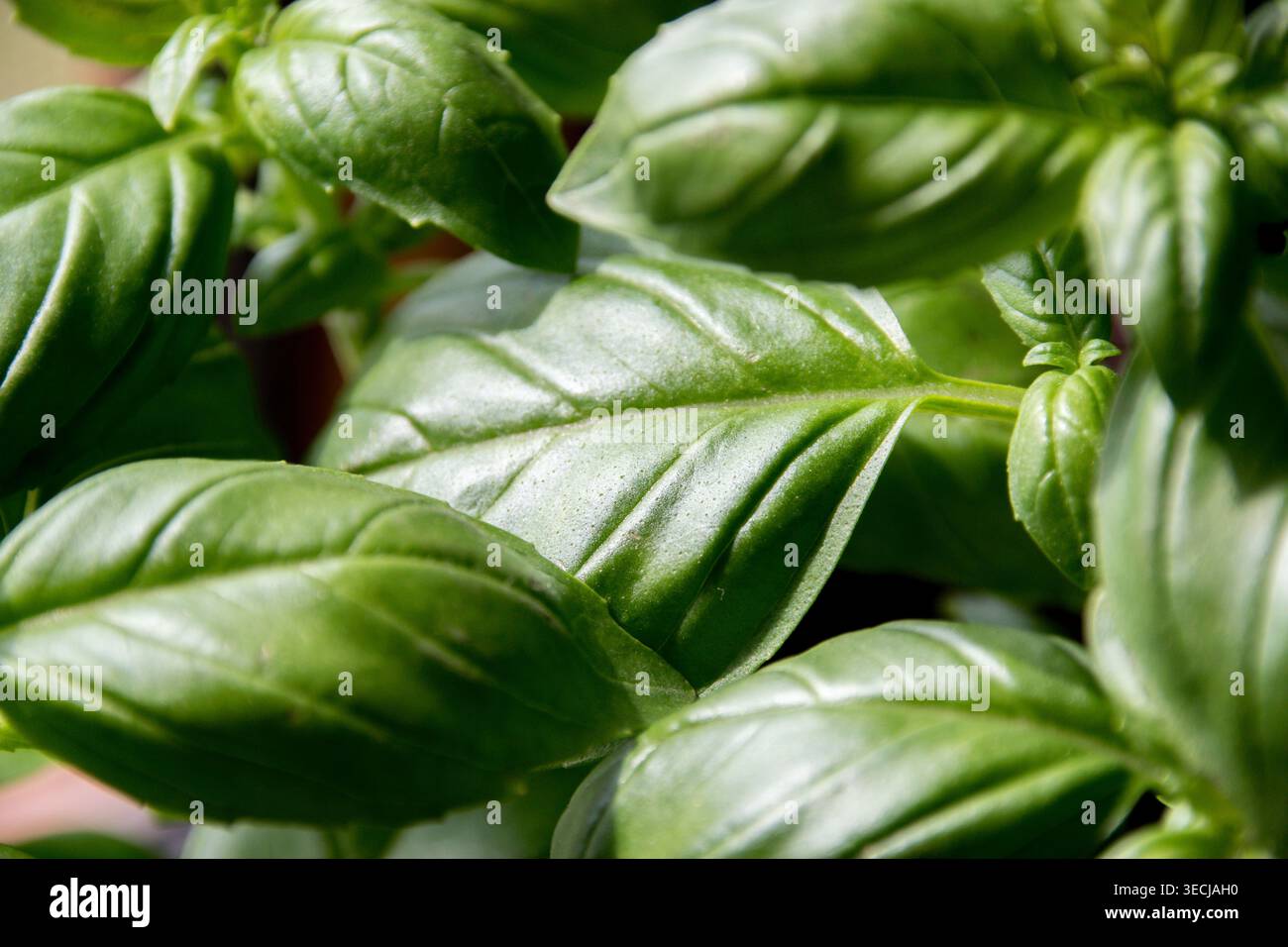 Basilikum ist ein Mitglied der Minzfamilie, die ein frisches, grünes Aroma mit einem Hauch von süßem Lakritz hat. Stockfoto