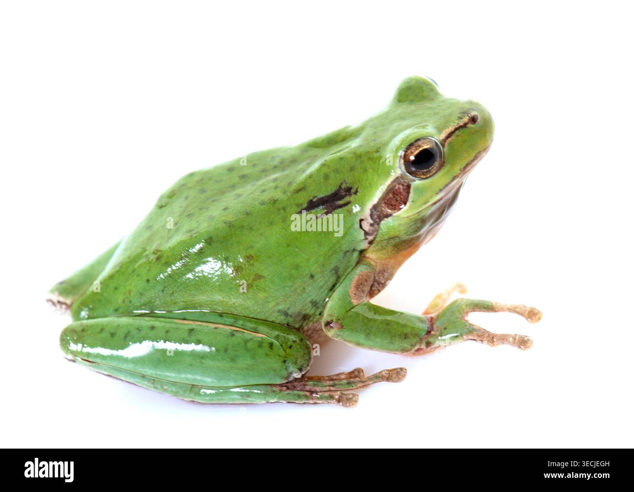Europäischer Baumfrosch vor weißem Hintergrund Stockfoto