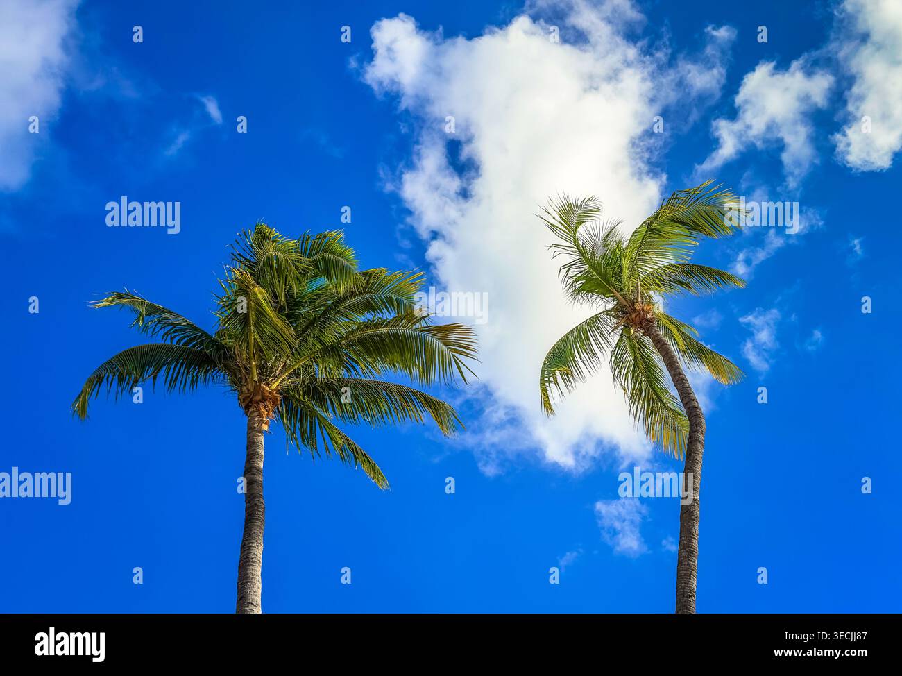 Blick auf Palmen auf Grand Cayman, Cayman Islands Stockfoto
