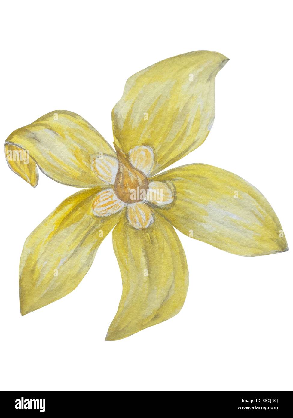 Botanische Illustrationen mit Aquarellen. Mangobrüchte und Blumen, mit Scheiben und Blättern isoliert auf weißem Hintergrund. Für Verpackung, Lebensmitteldesign, m Stockfoto