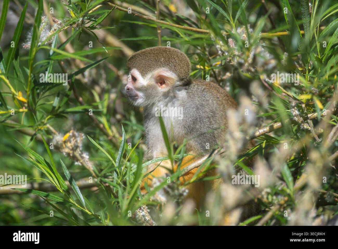 Der Eichhörnchenaffe saß zwischen den Ästen eines Baumes Stockfoto