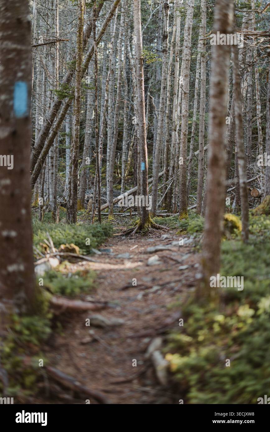Angenehmer Weg durch den borealen Wald in den Maine Woods. Stockfoto