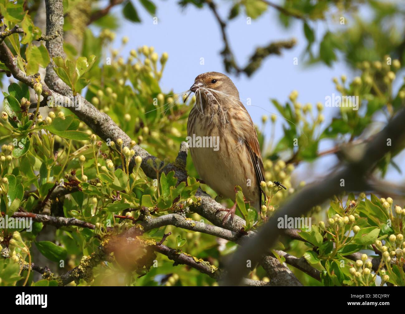 Linnet, Linaria Cannabina, Weibchen mit Nistmaterial in einem Baum. Buckenham Marshes, Norfolk, England. Stockfoto