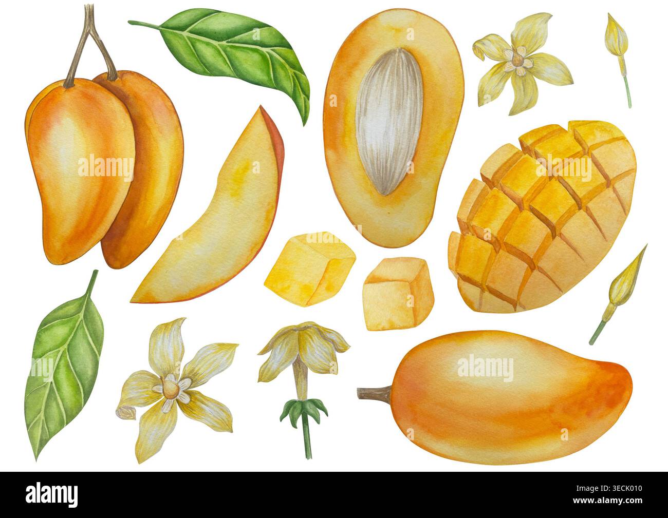 Botanische Illustrationen mit Aquarellen. Mangobrüchte und Blumen, mit Scheiben und Blättern isoliert auf weißem Hintergrund. Für Verpackung, Lebensmitteldesign, m Stockfoto