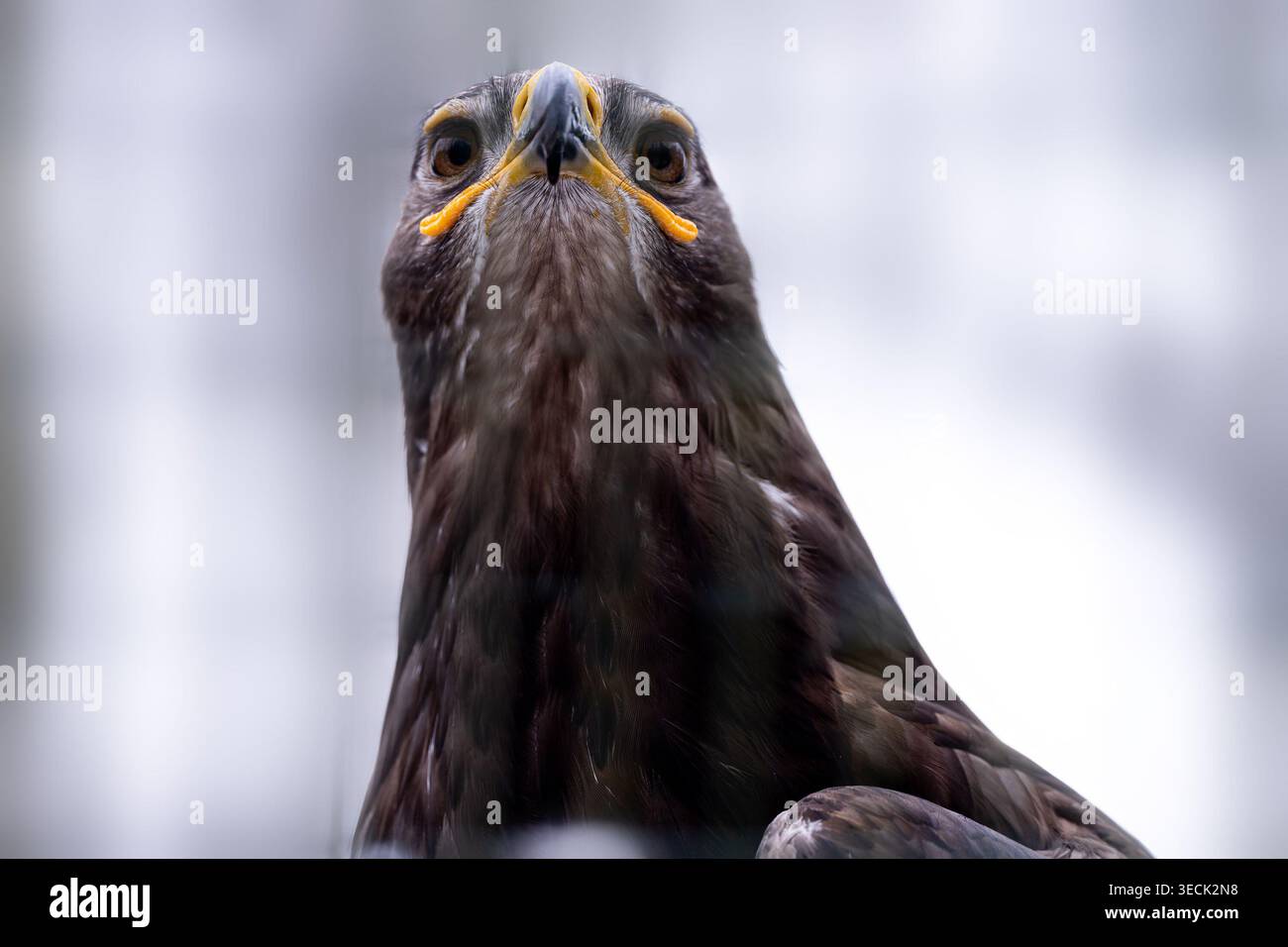 Steppe Eagle Porträt In Bearbeitung Nahaufnahme Stockfoto