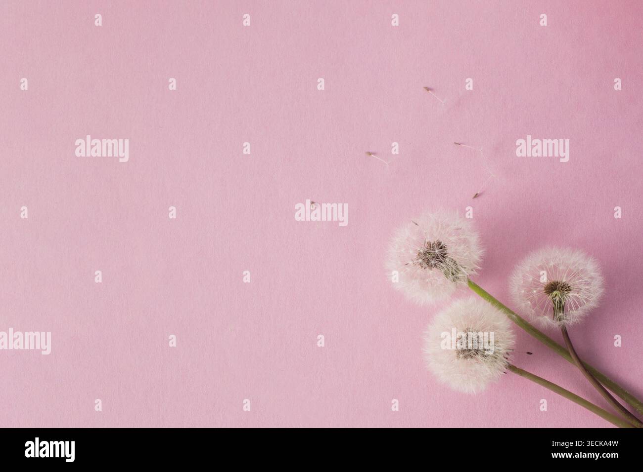 Löwenzahnblüten in diagonaler Komposition auf pastellrosa Hintergrund, minimales Frühlingskonzept. Stockfoto