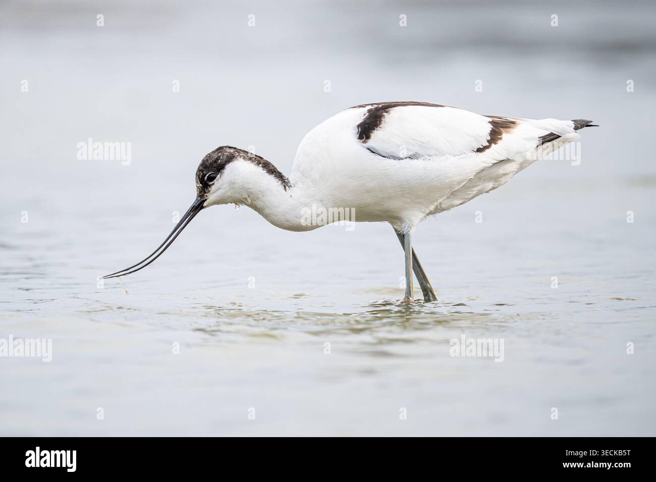 Nahaufnahme eines Wasservogels im Rattenmeer, der in ruhigem Flachwasser weht und während der Nahrungssuche seinen umgedrehten Segel fegt. Minimaler Hintergrund, weiches Licht, Tierwelt Stockfoto