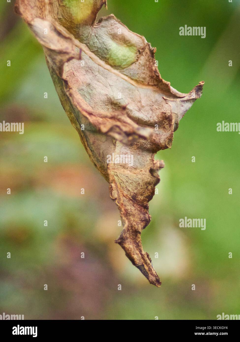 Marienkäfer auf einem Zweig Stockfoto
