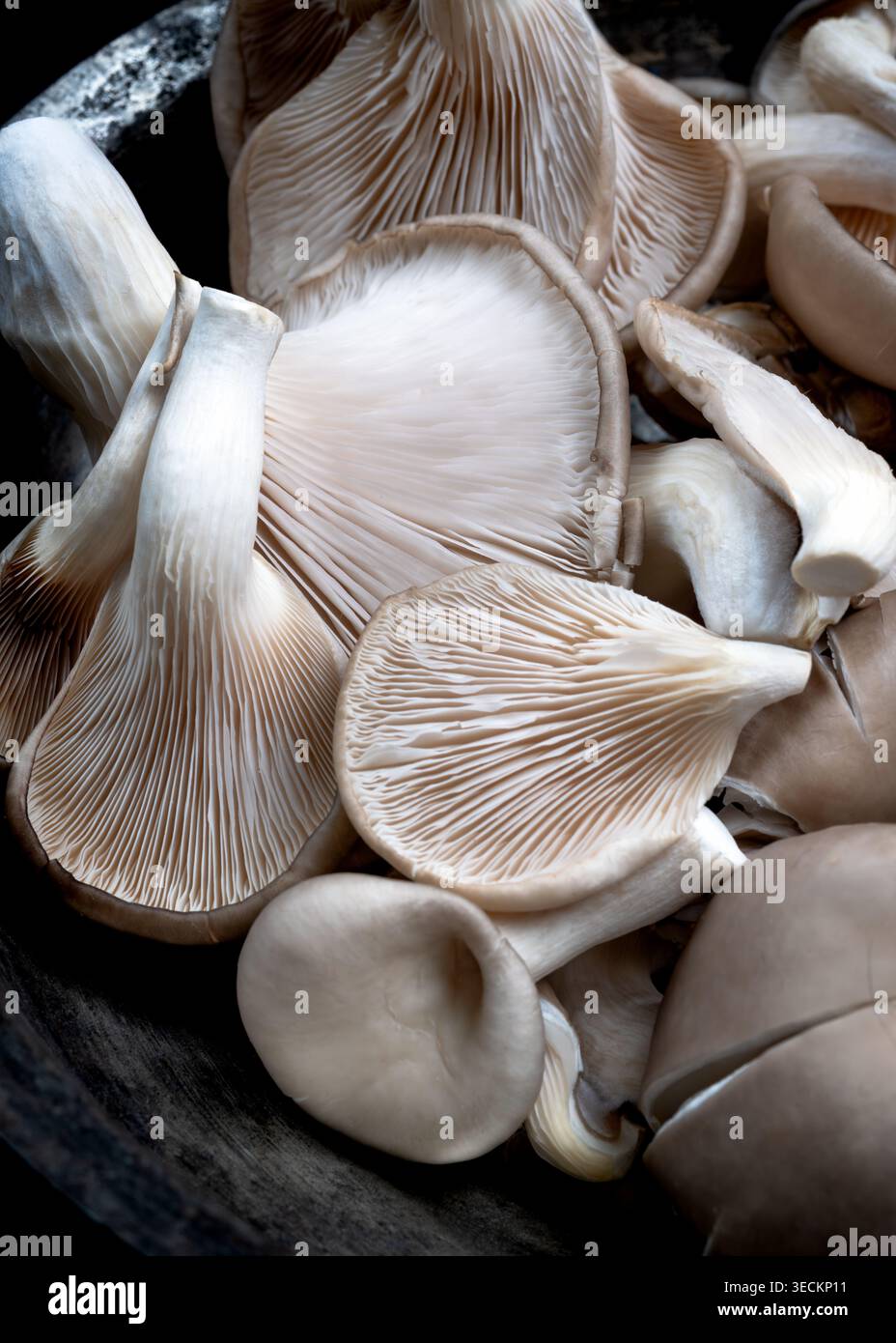 Aus nächster Nähe sehen Sie frische Austernpilze mit zarten Kiemen, glatten Kappen und weichen Naturtönen. Das Bild hebt Textur, organische Details hervor Stockfoto