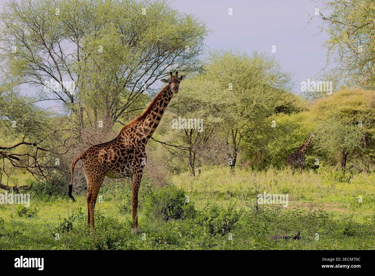 Giraffen über die afrikanischen Pläne in der Serengeti, Tansania. Das höchste (und eleganteste) Landsäugetier der Welt. Wunderschön gegen atemberaubende Hintergründe. Stockfoto