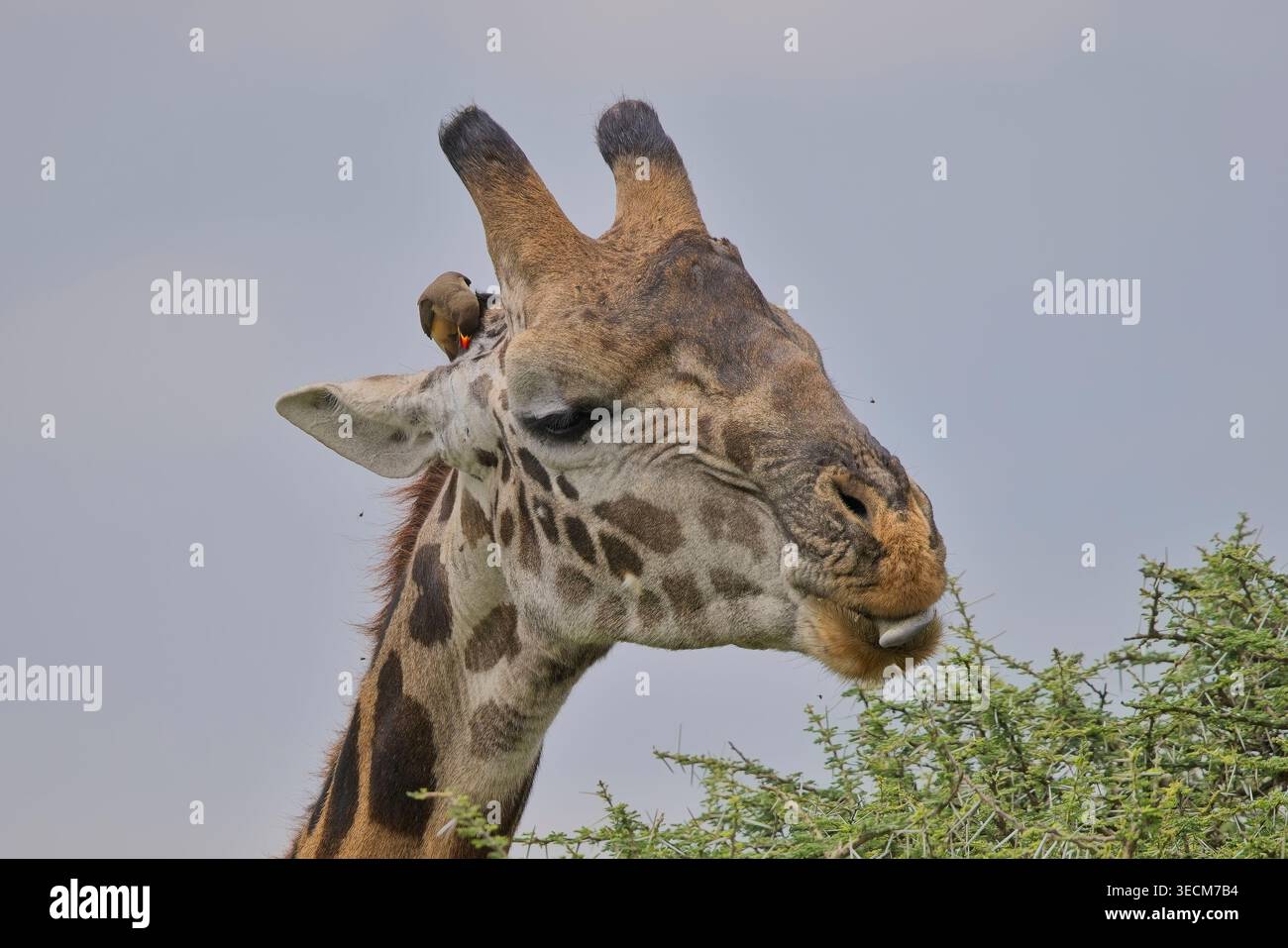 Giraffen über die afrikanischen Pläne in der Serengeti, Tansania. Das höchste (und eleganteste) Landsäugetier der Welt. Wunderschön gegen atemberaubende Hintergründe. Stockfoto