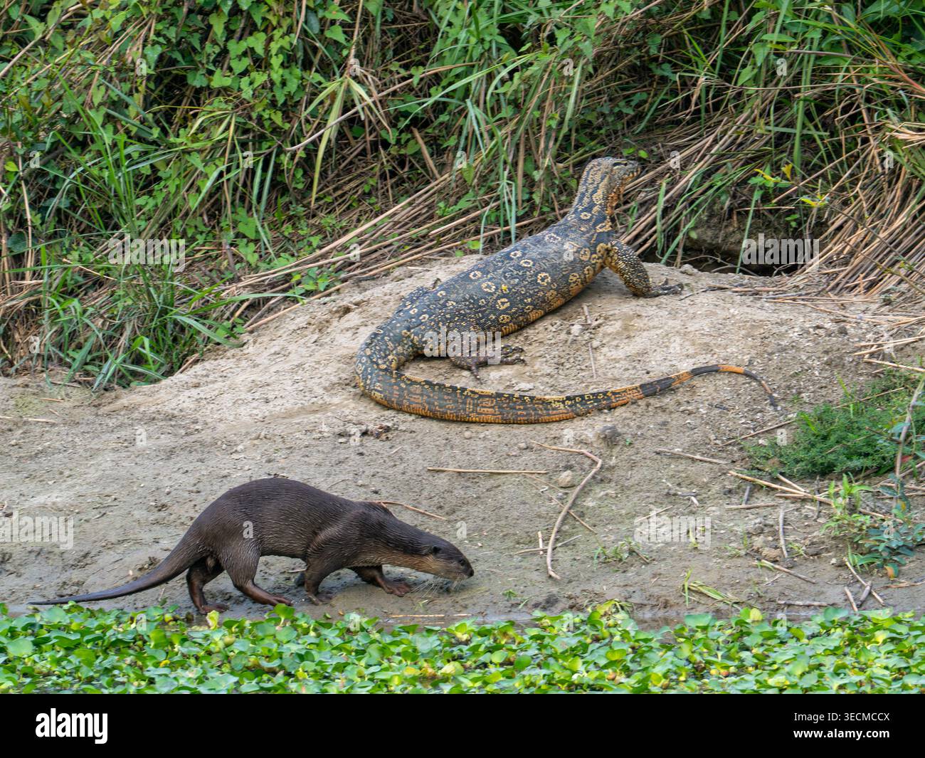 Glatter Otter, Lutrogale perspicillata, mit Wassermonitor, Varanus salvator, im Kaziranga-Nationalpark, Assam, Indien Stockfoto