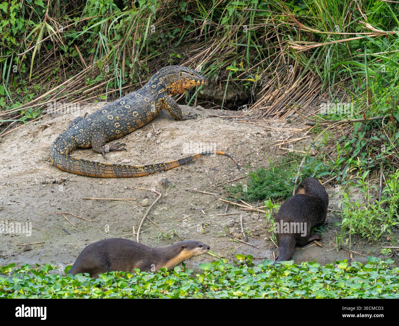 Glatter Otter, Lutrogale perspicillata, mit Wassermonitor, Varanus salvator, im Kaziranga-Nationalpark, Assam, Indien Stockfoto