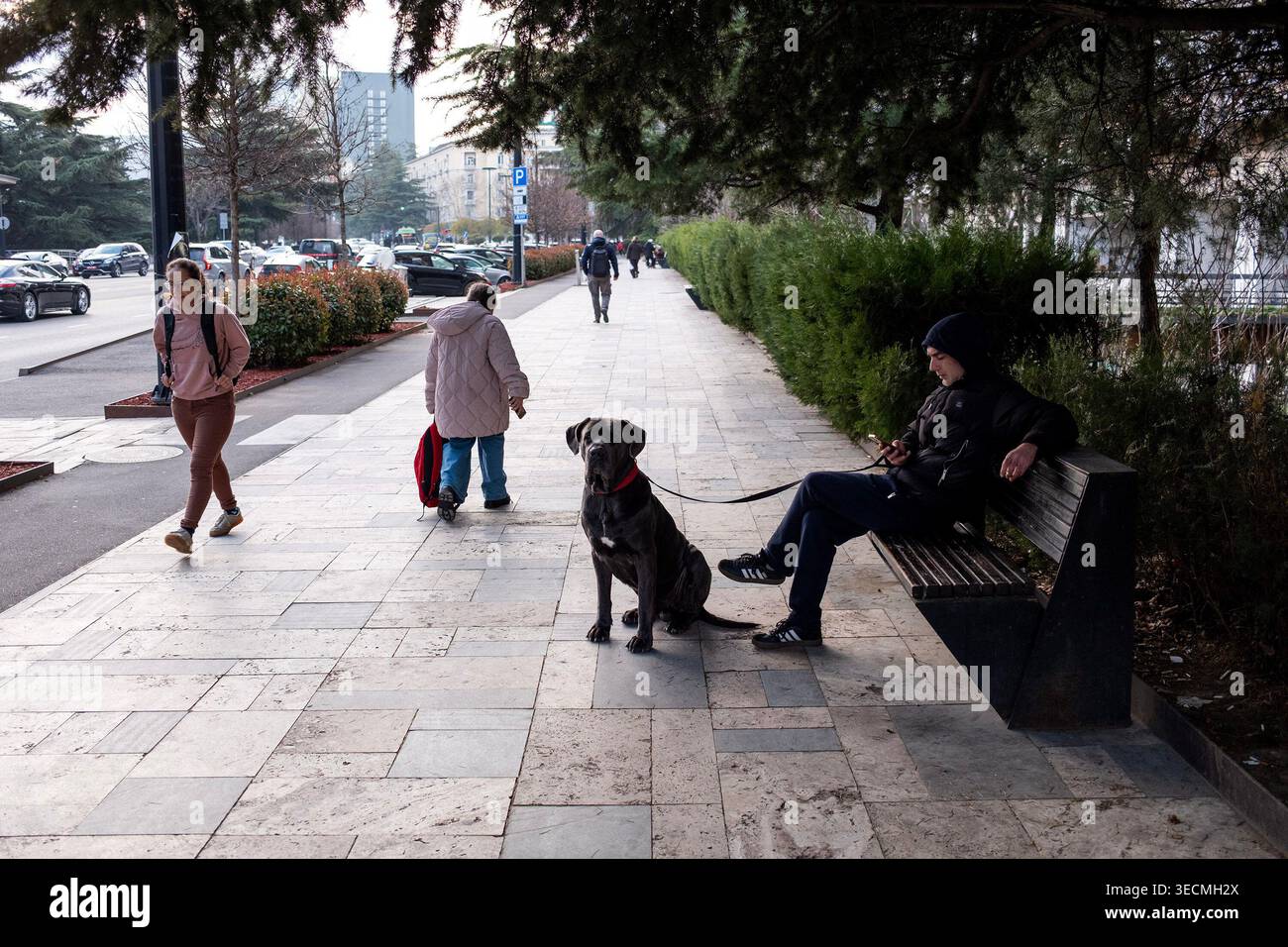 Eine Person sitzt auf einer Bank, während ein Hund in der Nähe auf einem gepflasterten Gehweg steht, der von Bäumen und Gebäuden gesäumt ist. Stockfoto