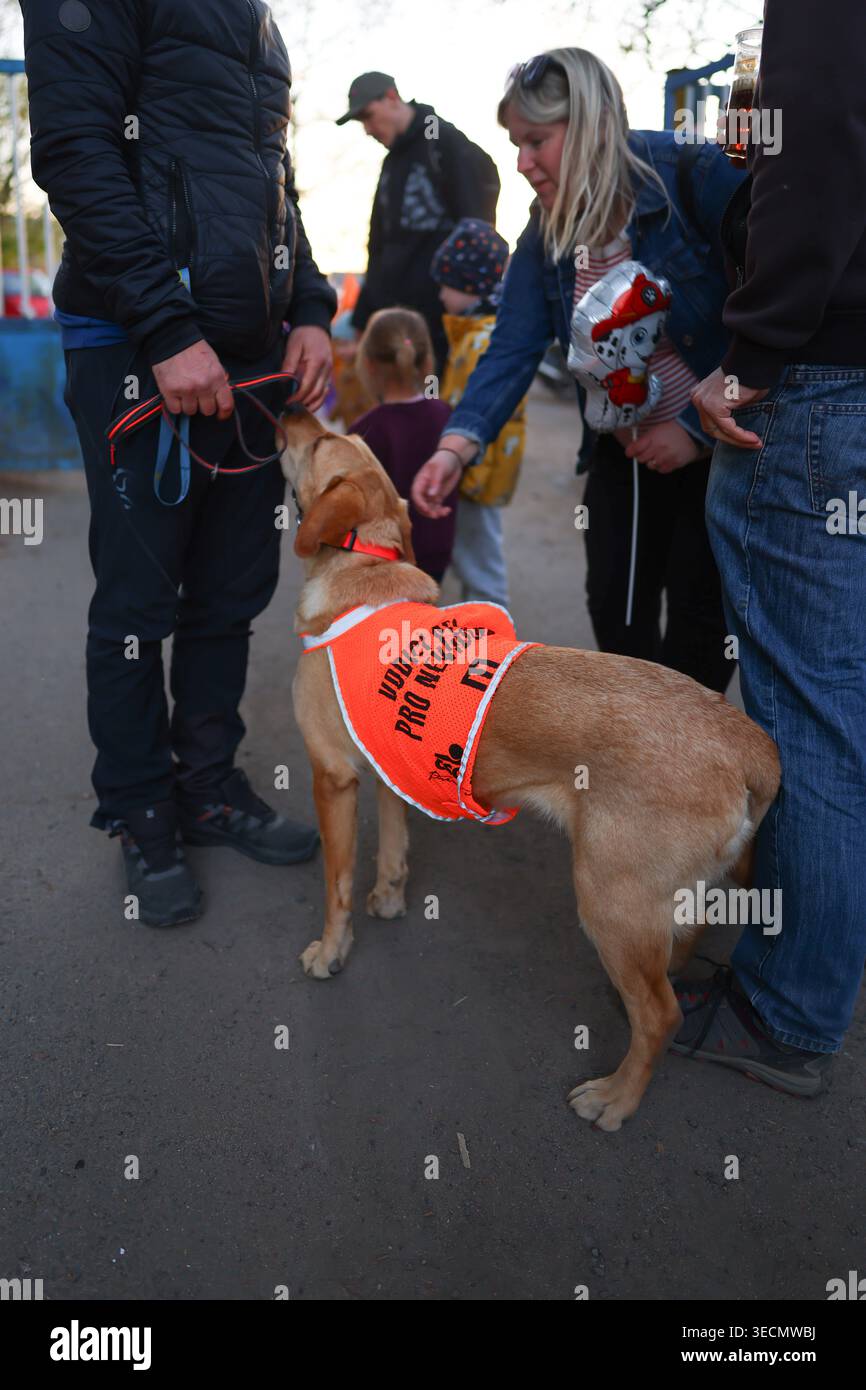 Prag, Tschechische Republik - 30. April 2026: Rettungshund in hellem Dienstwesten interagiert mit Familien während des traditionellen Festivals der brennenden Hexen. Stockfoto