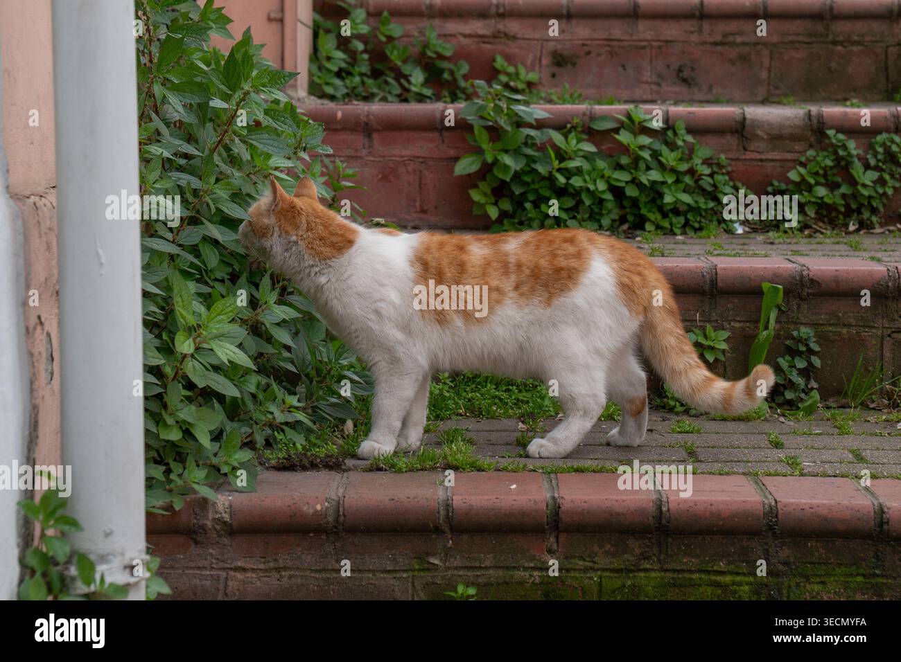 Die orange-weiße Katze spaziert entlang gemauerter Stufen in der Nähe grüner Pflanzen und schnüffelt an Blättern im Freien mit natürlichen Texturen und sanftem Tageslicht. Tierverhalten Stockfoto