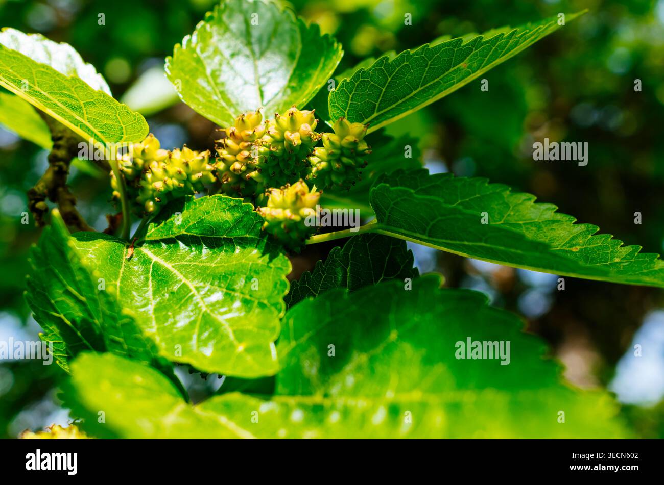 Blätter und Früchte. Morus alba, bekannt als weiße Maulbeere, Maulbeere und Seidenraupenmulbeere, ist ein schnell wachsender, kleiner bis mittelgroßer Maulbeerbaum, Stockfoto