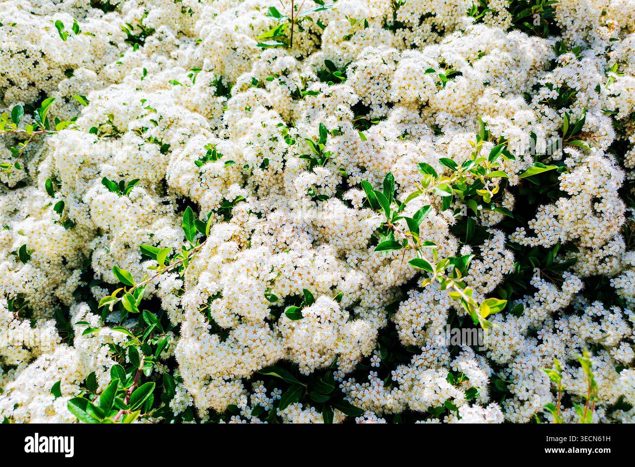 Pyracantha coccinea, das scharlachrote feuerdorn, ist die europäische Art des feuerdorns, die seit Ende 16 in Gärten angebaut wird Stockfoto