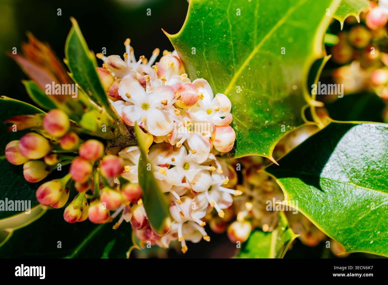 Männliche Blumen. Ilex aquifolium, die stechpalme, die stechpalme, die englische stechpalme, die Europäische stechpalme, oder gelegentlich ist die weihnachtslistin eine Art blühenden Plans Stockfoto