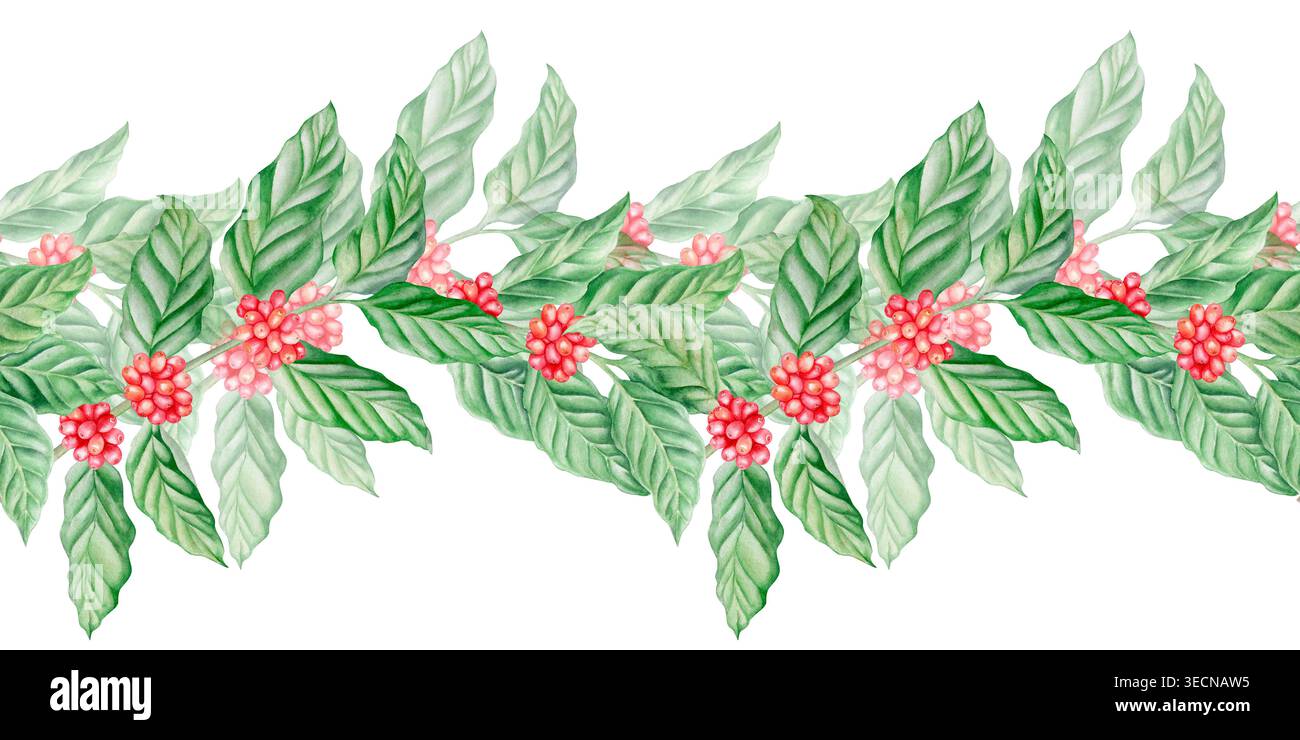 Wasserfarbenkaffee nahtloser Rand mit grünen Blättern und roten Beeren. Handgezeichnetes botanisches horizontales Muster von Kaffeezweigen für das Café-Menü Stockfoto