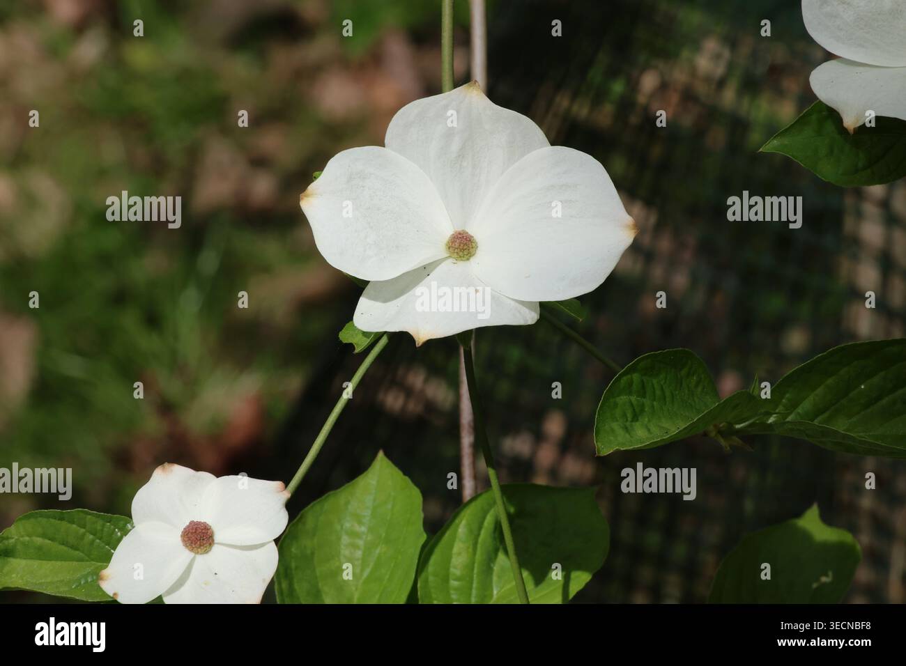 Cornus „Porlock“, Nahaufnahme einer weißen Hartholzblüte, umgeben von großen cremeweißen Deckblättern im Frühjahr. Stockfoto