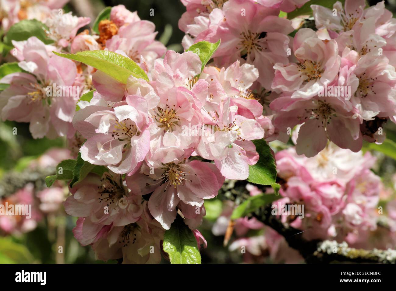 Malus x Magdeburgensis. Nahaufnahme von üppigen, halbweißen bis blassrosa Krabbenapfelblüten, die sich aus rosa Knospen öffnen. Stockfoto