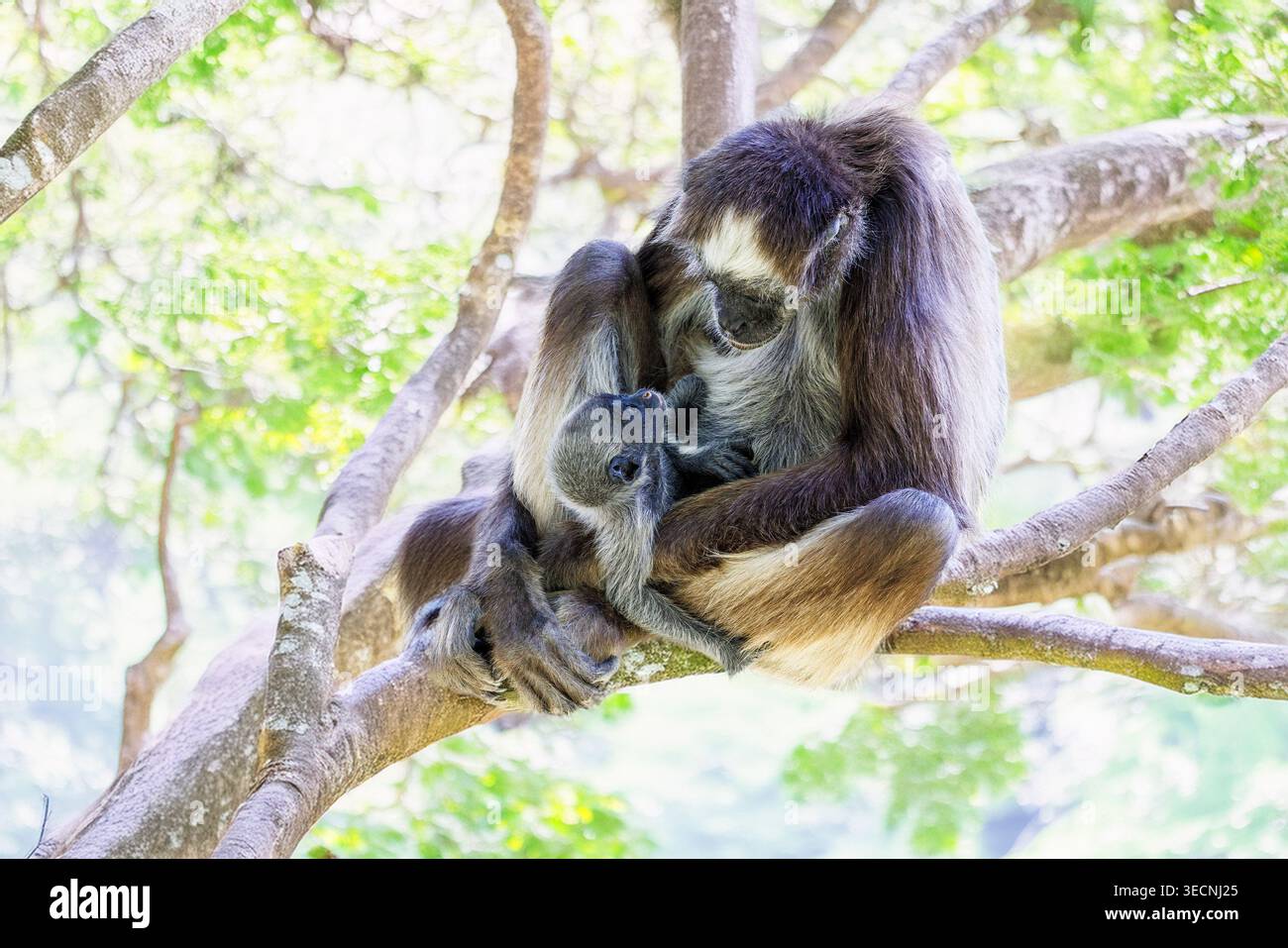 Varigated- oder Weißbauchspinne, kritisch gefährdet aus Kolumbien und Venezuela, mit jungen Atele marimonda, Stockfoto