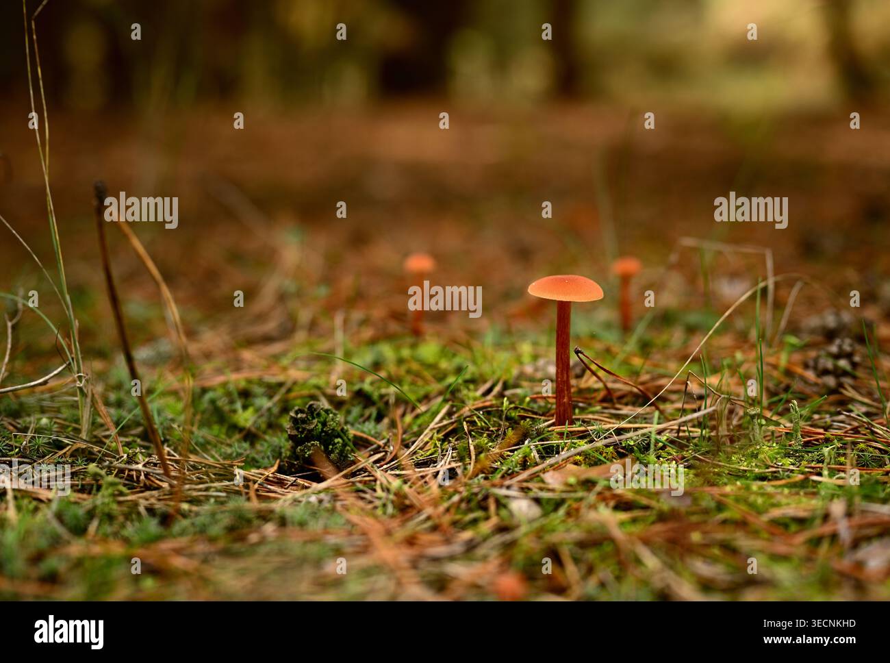 Eine Nahaufnahme der zarten Laccaria laccata-Pilze, auch bekannt als Betrügerpilze, die aus einem moosigen Kiefernwald sprießen Stockfoto