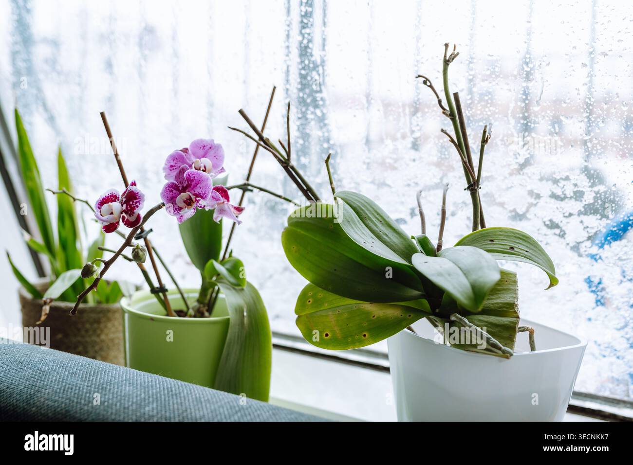 Bauen Sie Orchideen zu Hause an Stockfoto