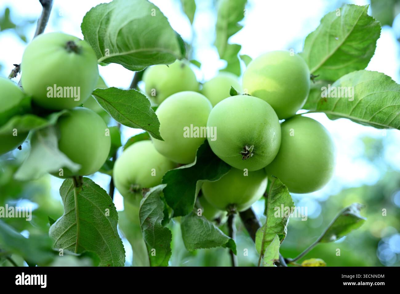 Weiße transparente Äpfel auf einem Baumzweig mit Blättern Stockfoto