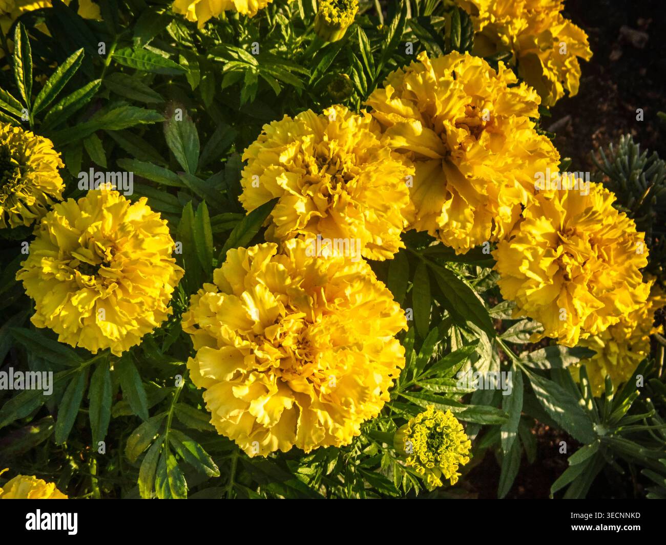 Afrikanische Ringelblumen auf der Straße, Blumen und Natur Stockfoto