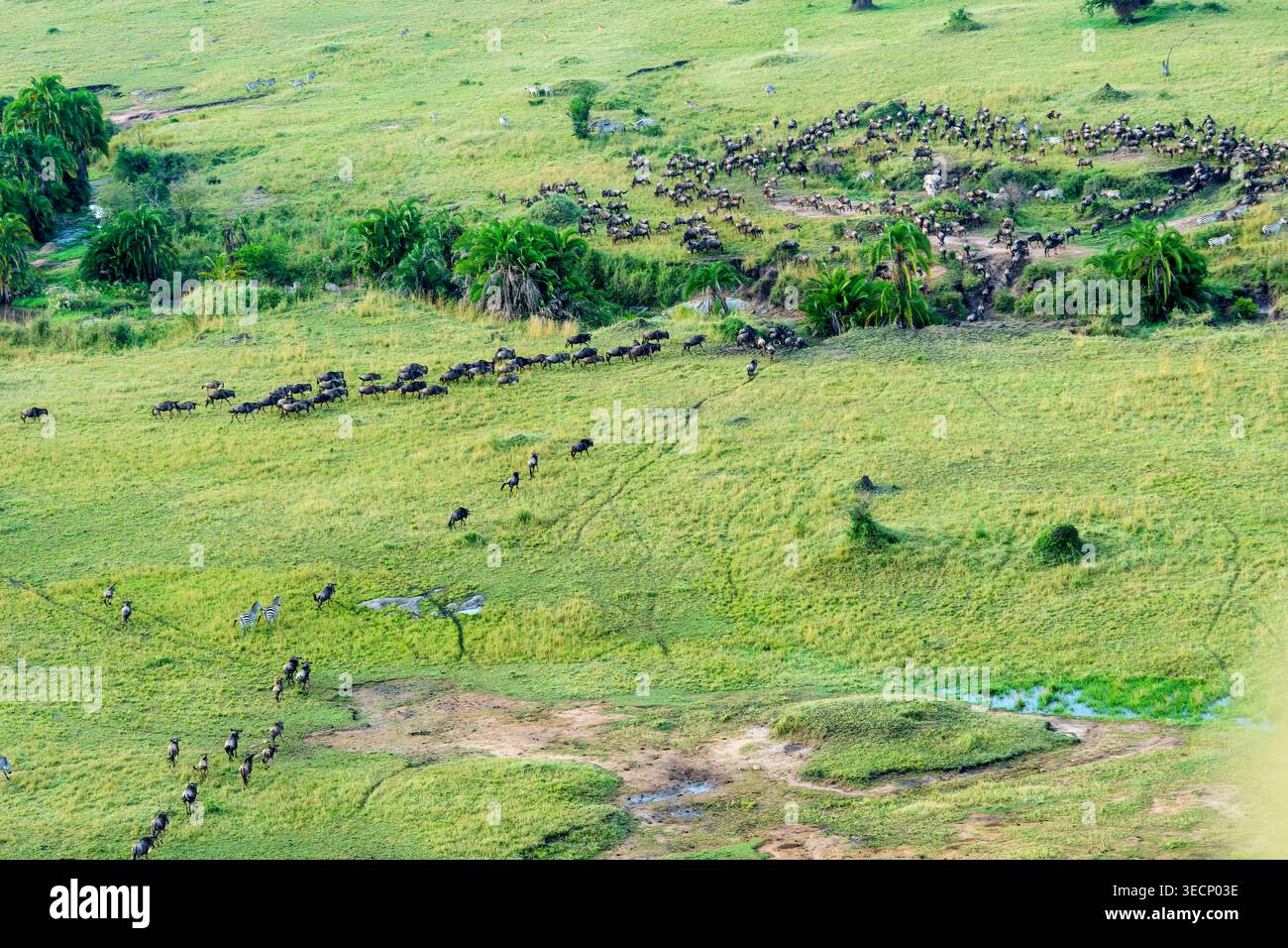Wandernde Herden, die einen kleinen Bach im Serengeti-Nationalpark in Tansania überqueren, geeignet für Tourismus, Hintergrund und Natur. Stockfoto